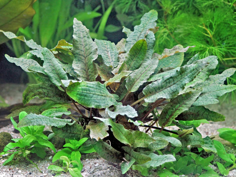 Preview: Brauner Wasserkelch - Cryptocoryne wendtii 'Braun'